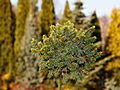 Picea abies Mzyn IMG_2007 Świerk pospolity